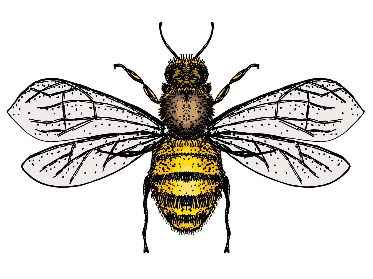 abeja aislar sobre fondo blanco. logotipo de abeja, boceto dibujado a mano de abeja vector