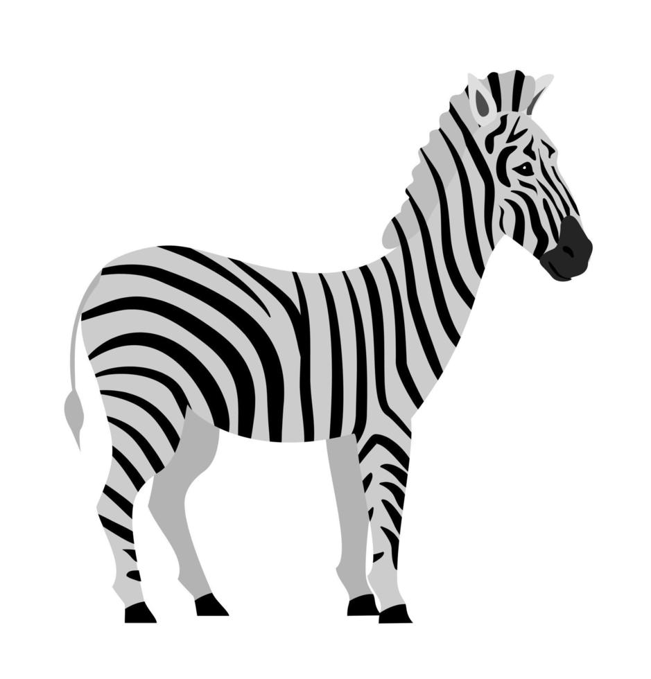 African zebra side view. Zebra icon, African animals vector