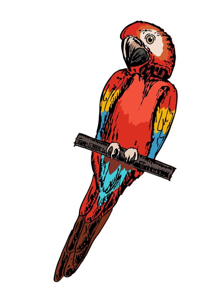 Macaw parrot ara sketch colorful vintage exotic tropical bird parrot vector
