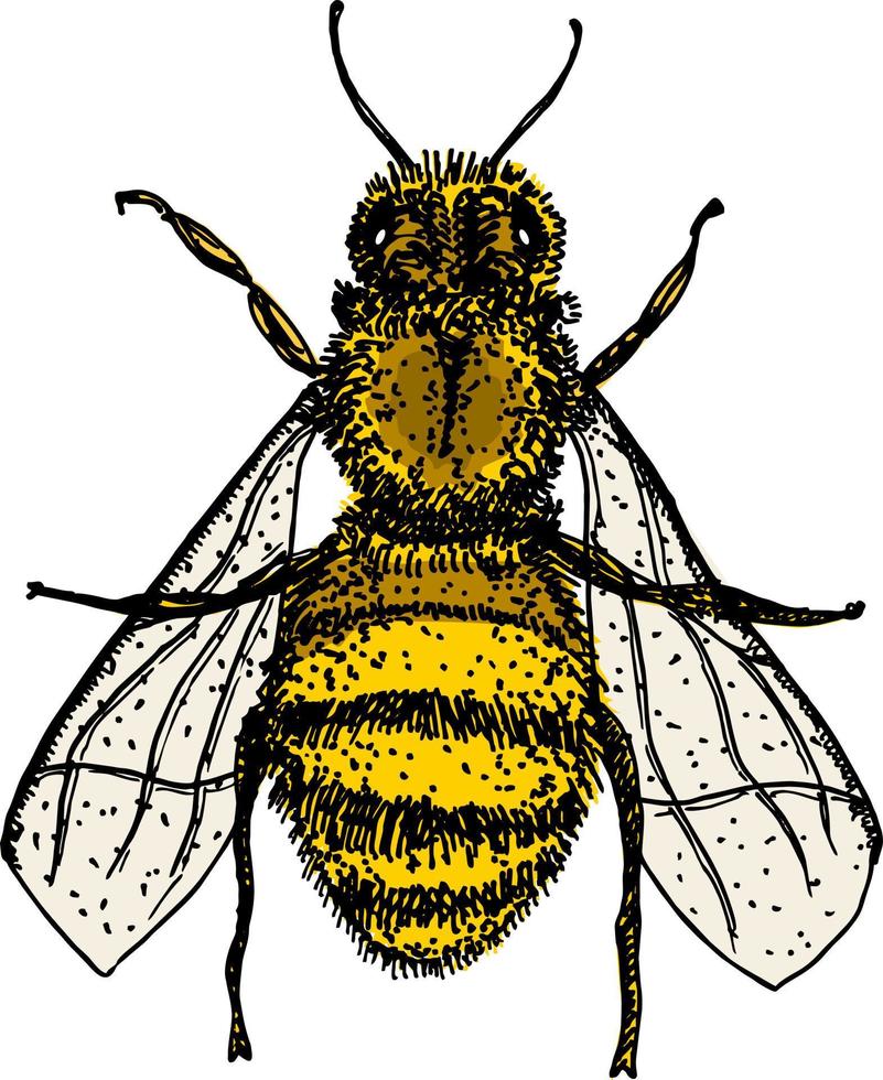 Bee logo, hand drawn sketch of bee vector