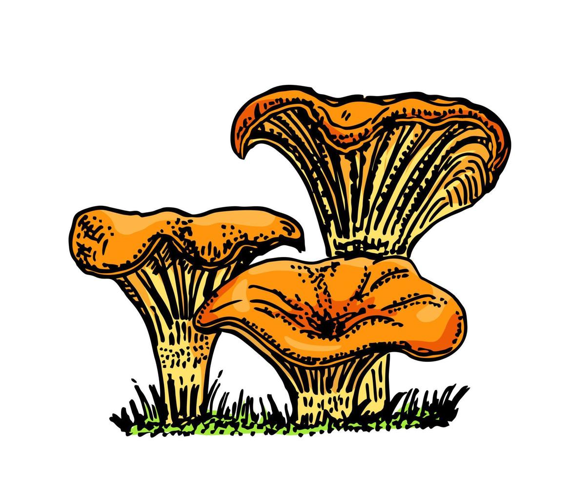 Chanterelle mushroom hand drawn vector
