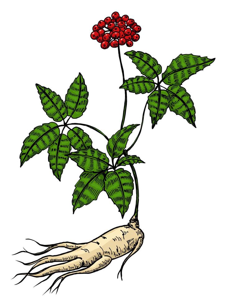 Root and leaves panax ginseng. engraving black illustration of medicinal plants for traditional medicine. Hand drawn design element. Color sketch. vector