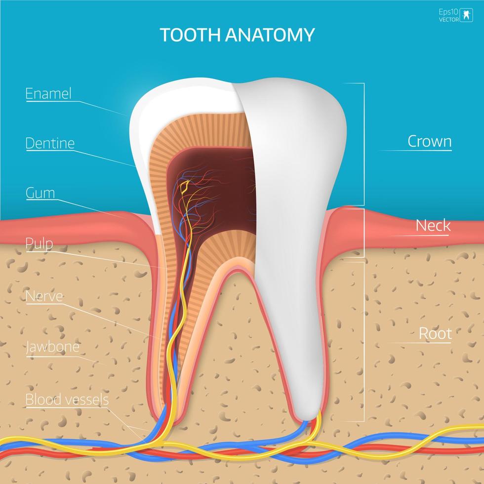 estructura dental vectorial. sección transversal de anatomía con todas las partes. vector