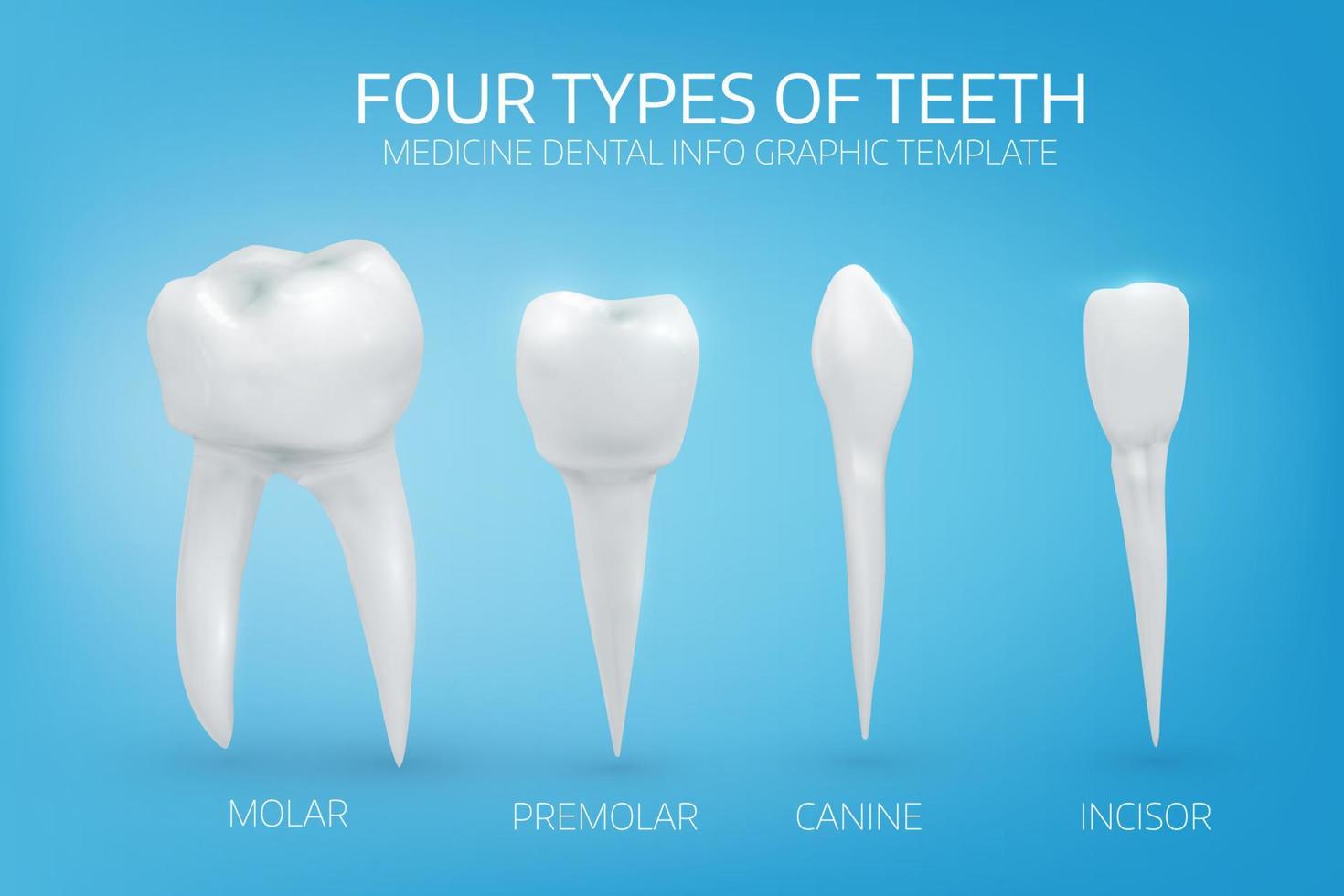 Anatomically realistic illustration of the types of human teeth on blue background. vector