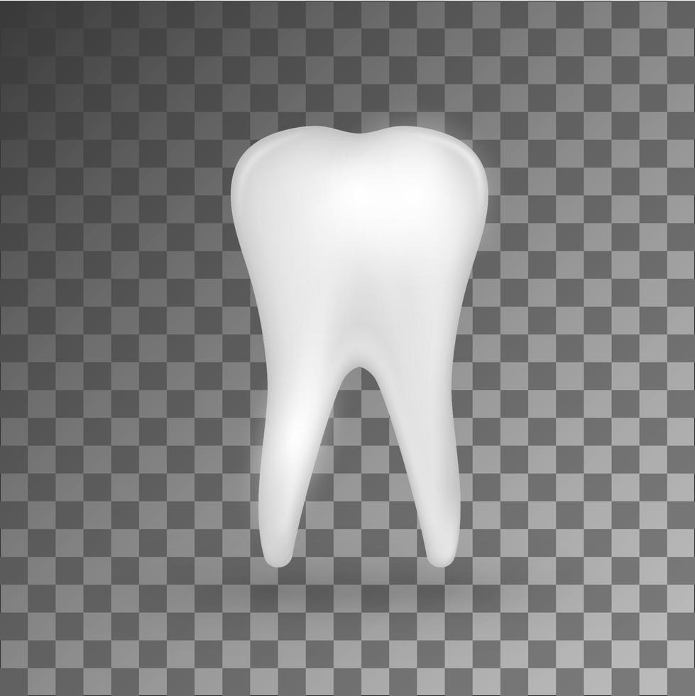 molar 3d realista blanco sobre fondo gris. vector