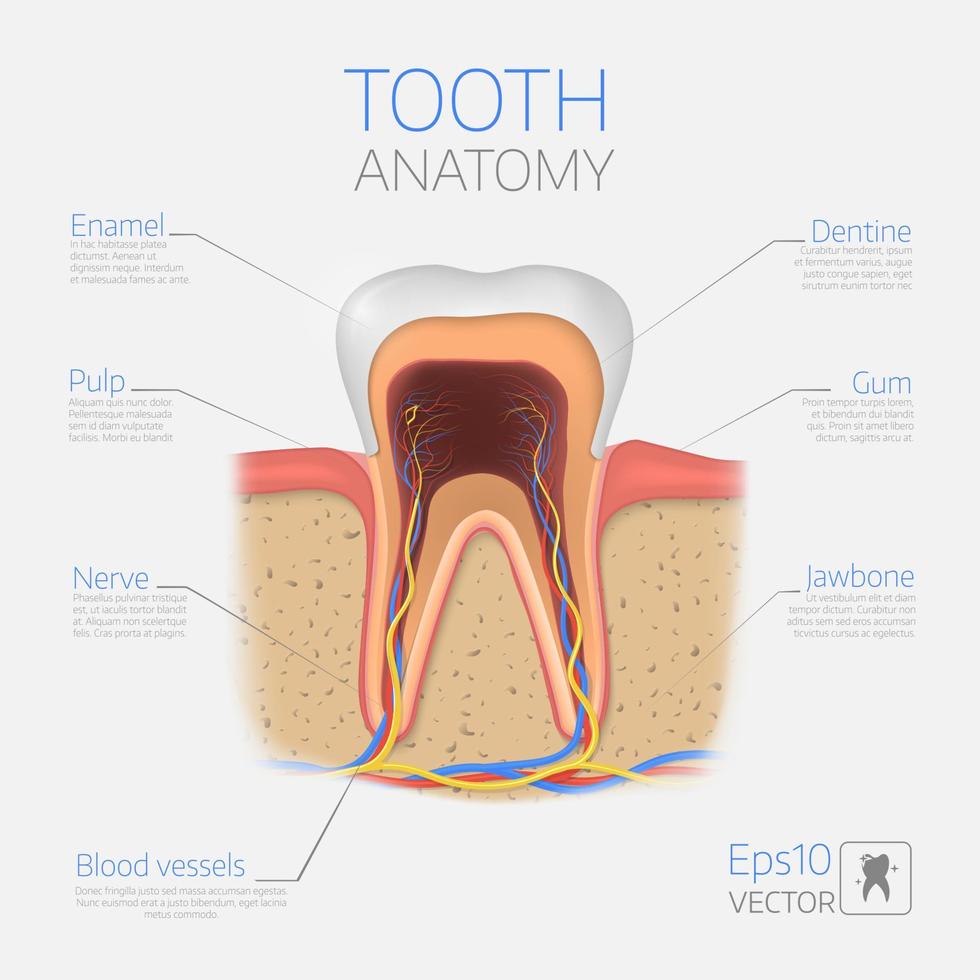 estructura dental vectorial. sección transversal de anatomía con todas las partes. vector