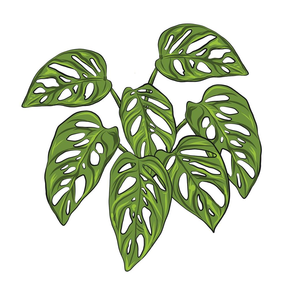 Vector illustration of a Monstera Adansonii plant leaf