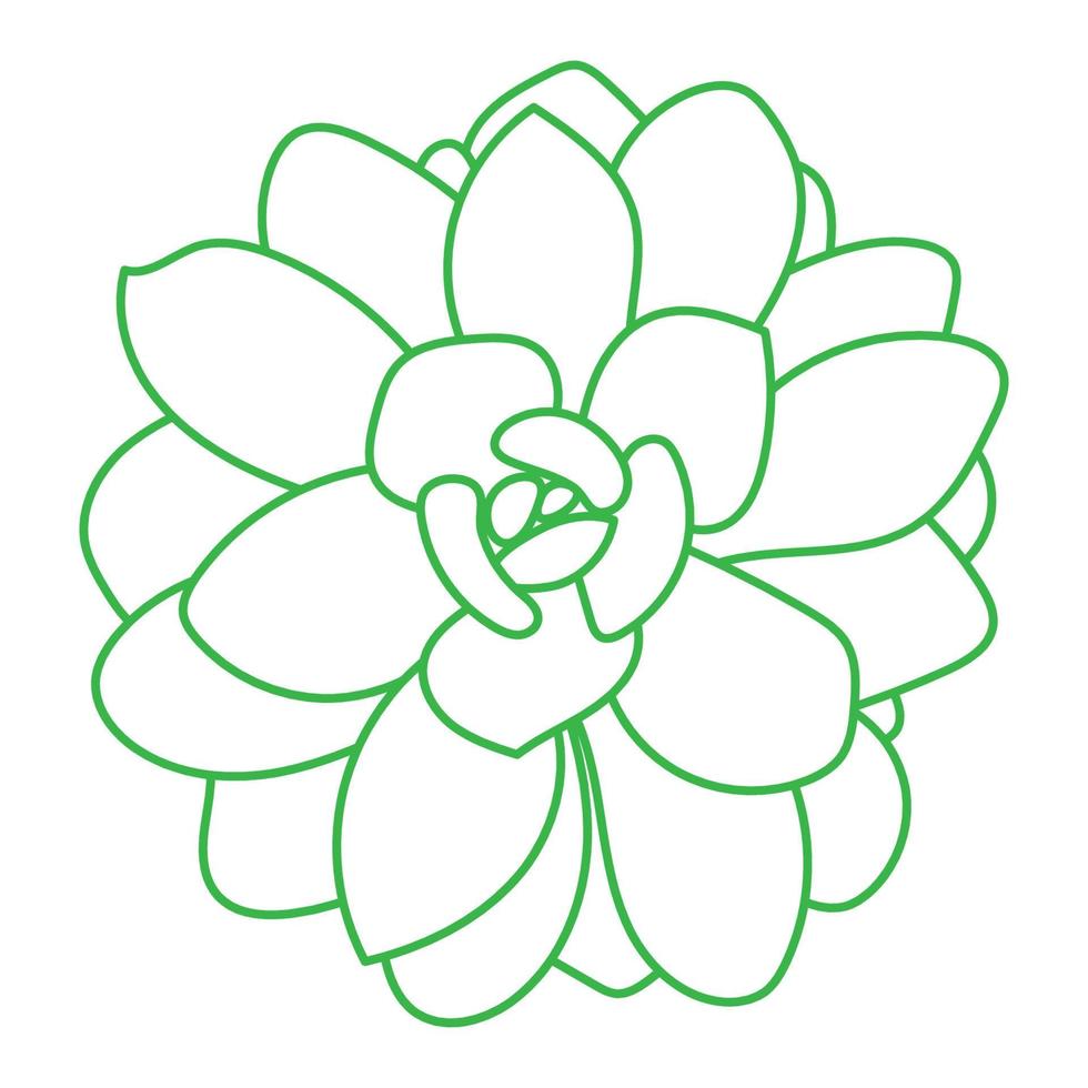 Hand drawn line green succulent plant isolated on white background. Doodle sketch vector illustration.
