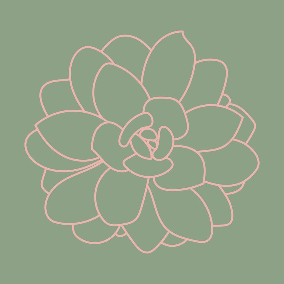 Succulent line art. Desert flower sketch. Outline drawing plant. Succulent doodle pattern. vector