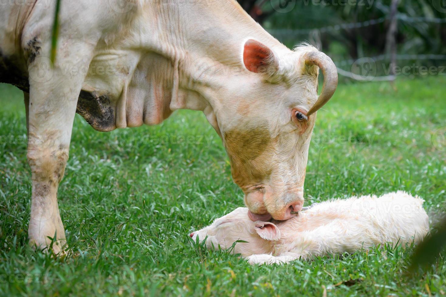 A white cow is licking a newborn calf with fluffy white fur lying on the green grass. photo