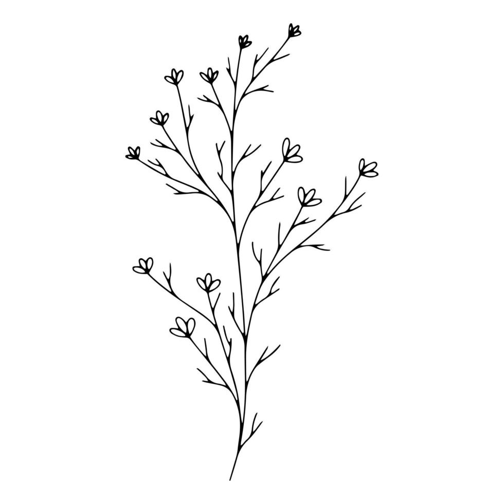 Botanical line art floral leaves, plant. Hand drawn sketch branch isolated on white background. Vector illustration