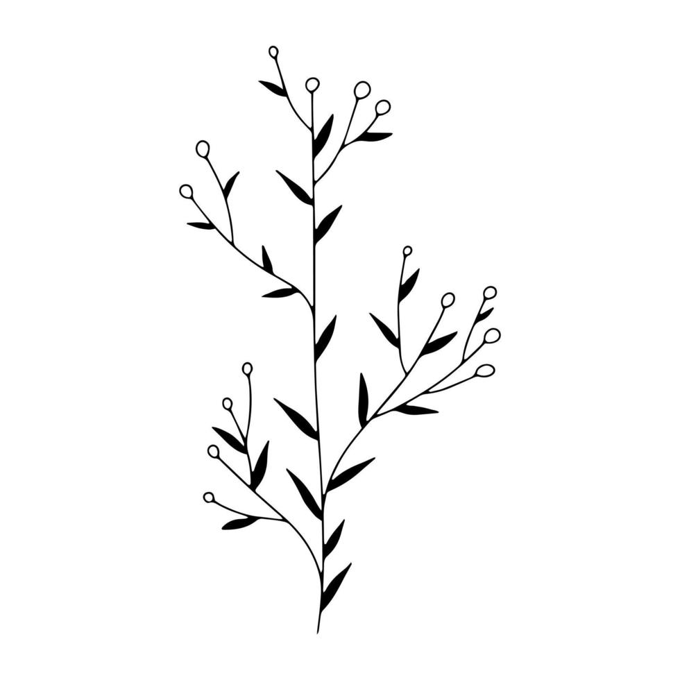 Botanical line art floral leaves, plant. Hand drawn sketch branch isolated on white background. Vector illustration