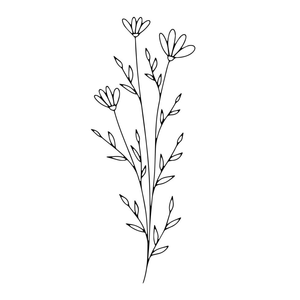 Botanical line art floral leaves, plant. Hand drawn sketch branch isolated on white background. Vector illustration