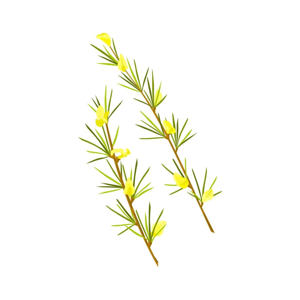 Rooibos herb on white  isolated background. Stem with leaves and flowers. Rooibos tea. Vector cartoon illustration