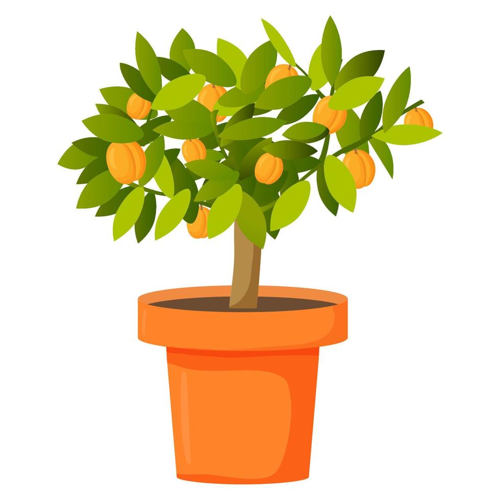 Fruit apricot tree in a pot. Realistic vector illustration.Isolated on a white background.Growing plants. Ripe apricot fruits.