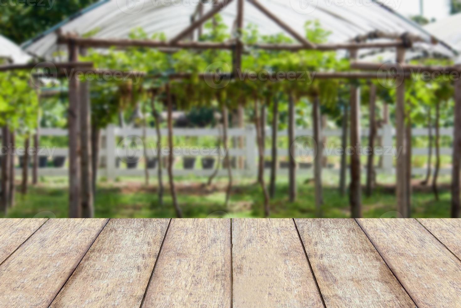grapes garden close up photo