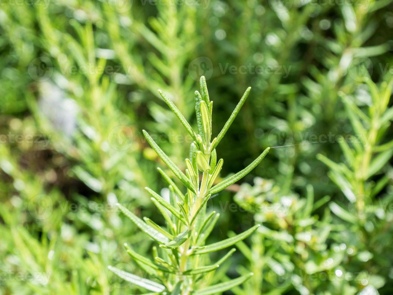 Fresh rosemary organic herb grow outdoor close up photo