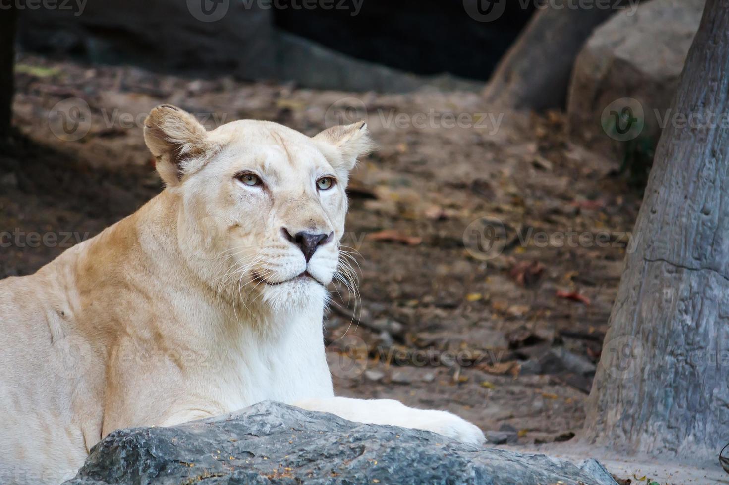 Female Lion on the lookout photo