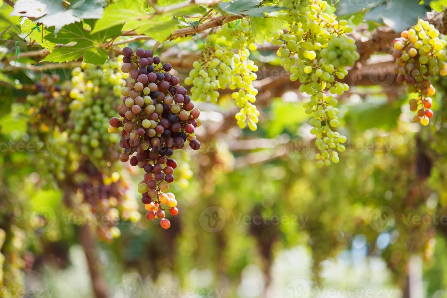 Bunches of red wine grapes hanging on the vine photo