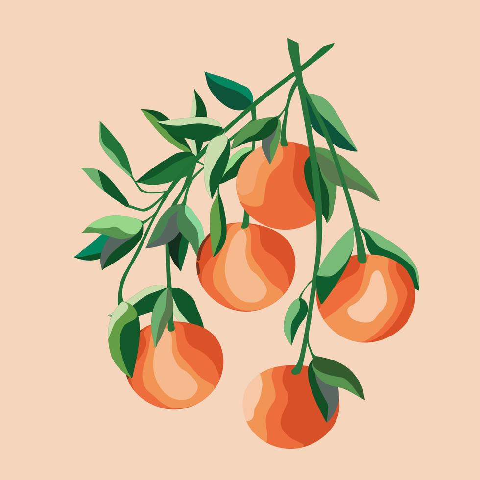 Flat vector object of orange fruit, branches of green leaves and oranges.