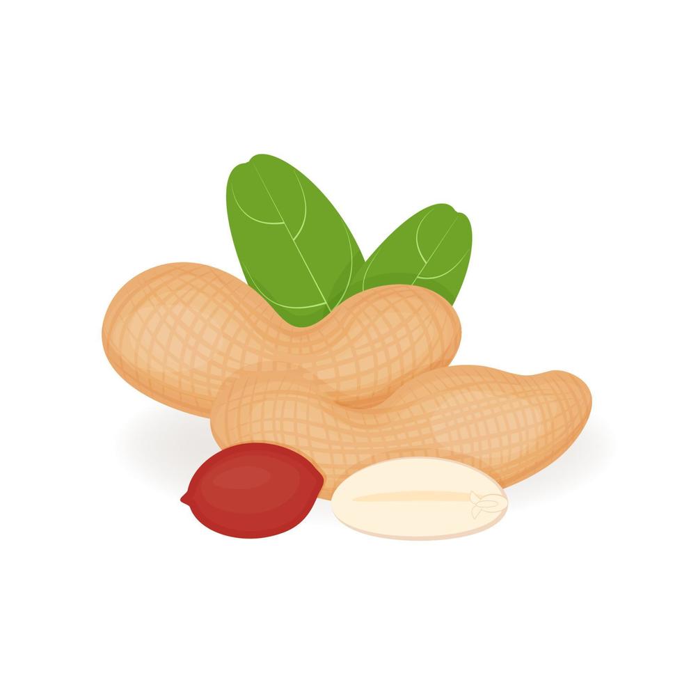 nueces de maní en estilo de dibujos animados, ilustración vectorial, maní aislado realista para su producto, entero fresco, hojas y nueces sobre un fondo blanco vector