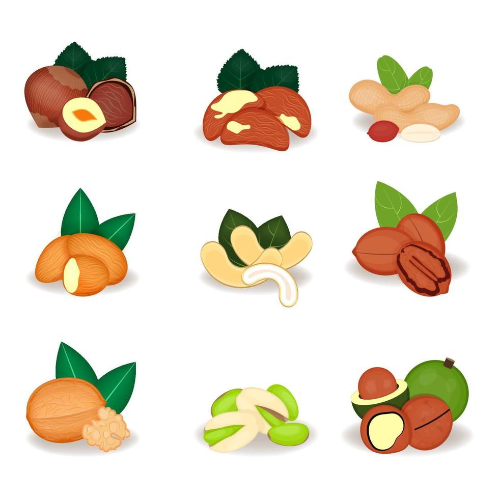 nueces puestas almendra, nuez de Brasil, anacardo, macadamia, avellana, maní, pacana, pistacho, nueces, ilustración vectorial, diseño de producto vector