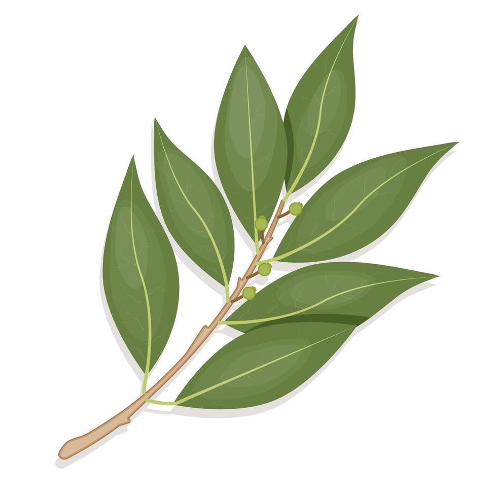 Realistic bay leaf branch in flat style, dried bay leaves, leaves for seasoning, packaging, recipe vector illustration