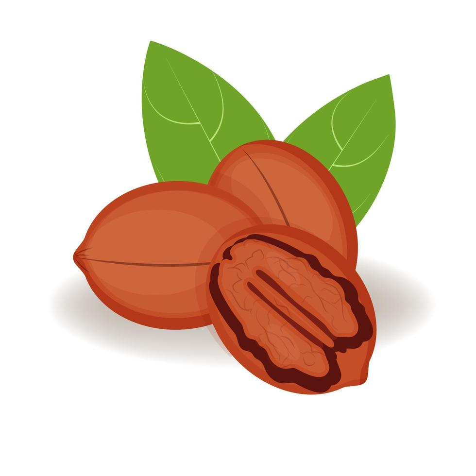 nueces de pecan en estilo de dibujos animados, ilustración vectorial, pecan aislado realista para su producto, entero fresco, hojas y nueces sobre un fondo blanco vector