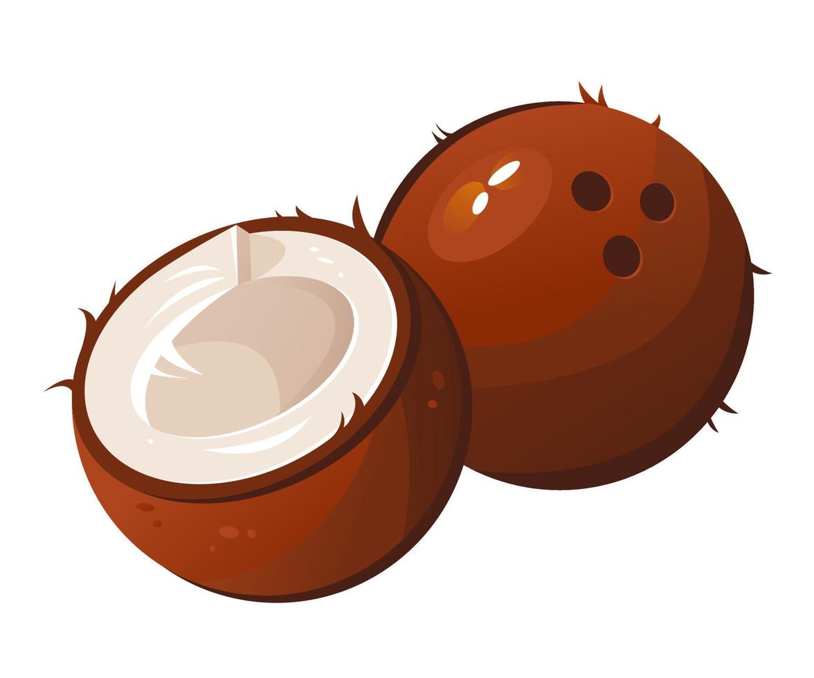 Vector illustration of a coconut. Split coconut, a tropical fruit.