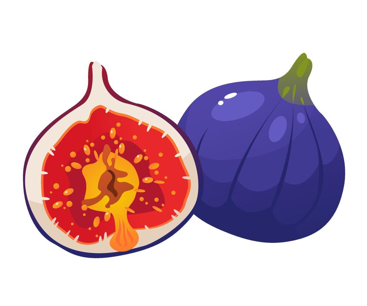 Vector illustration of figs. Figs cut in half. Juicy fruit