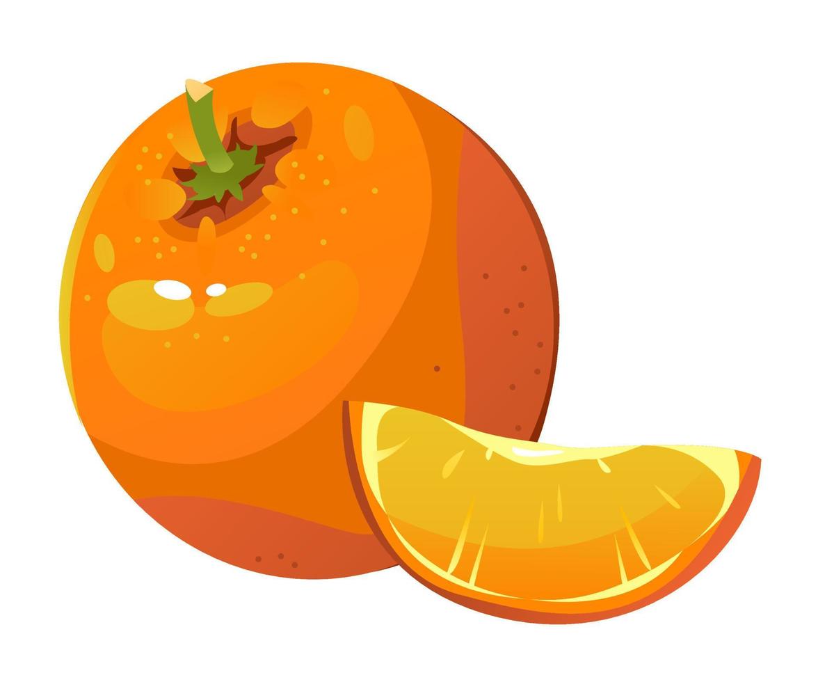 Vector illustration of an orange. A slice of orange. Citrus. Ripe fruit.