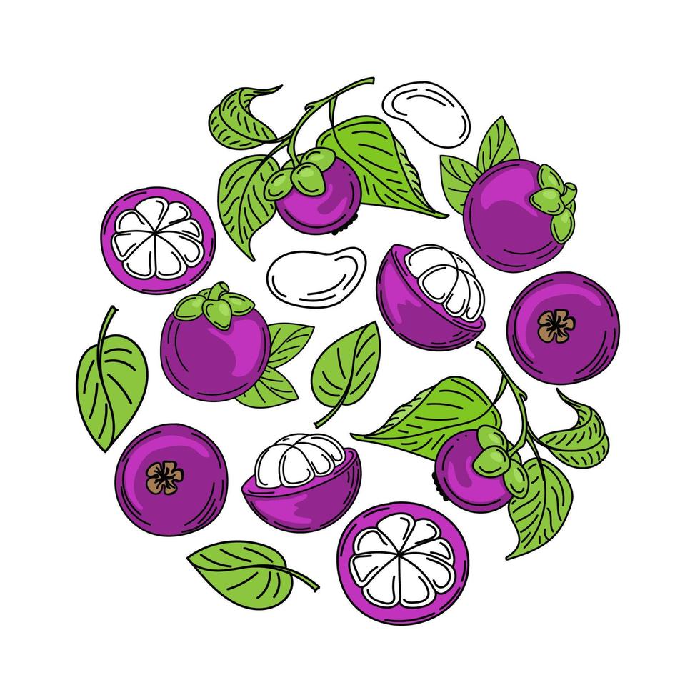 A set of mangosteen fruits and leaves, hand-drawn sketch-style doodle elements. Mangosteen in section and on branch, arranged in a circle. Exotic fruit. Thailand. Vector illustration