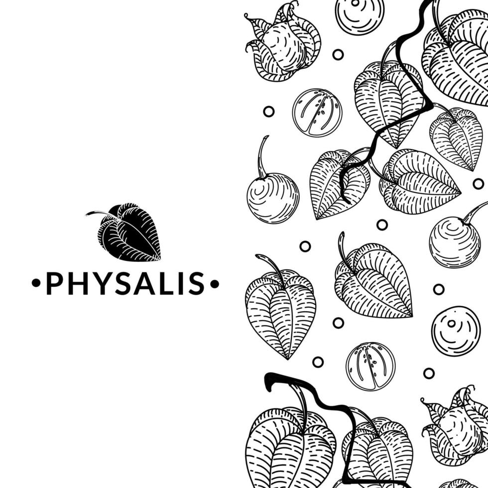 Banner with dried flowers of physalis on white background. To advertise exotic fruit market, business for grocery stores. Silhouette. Berries. Physalis. Physalis lace. Hand-drawn doodles in sketch vector