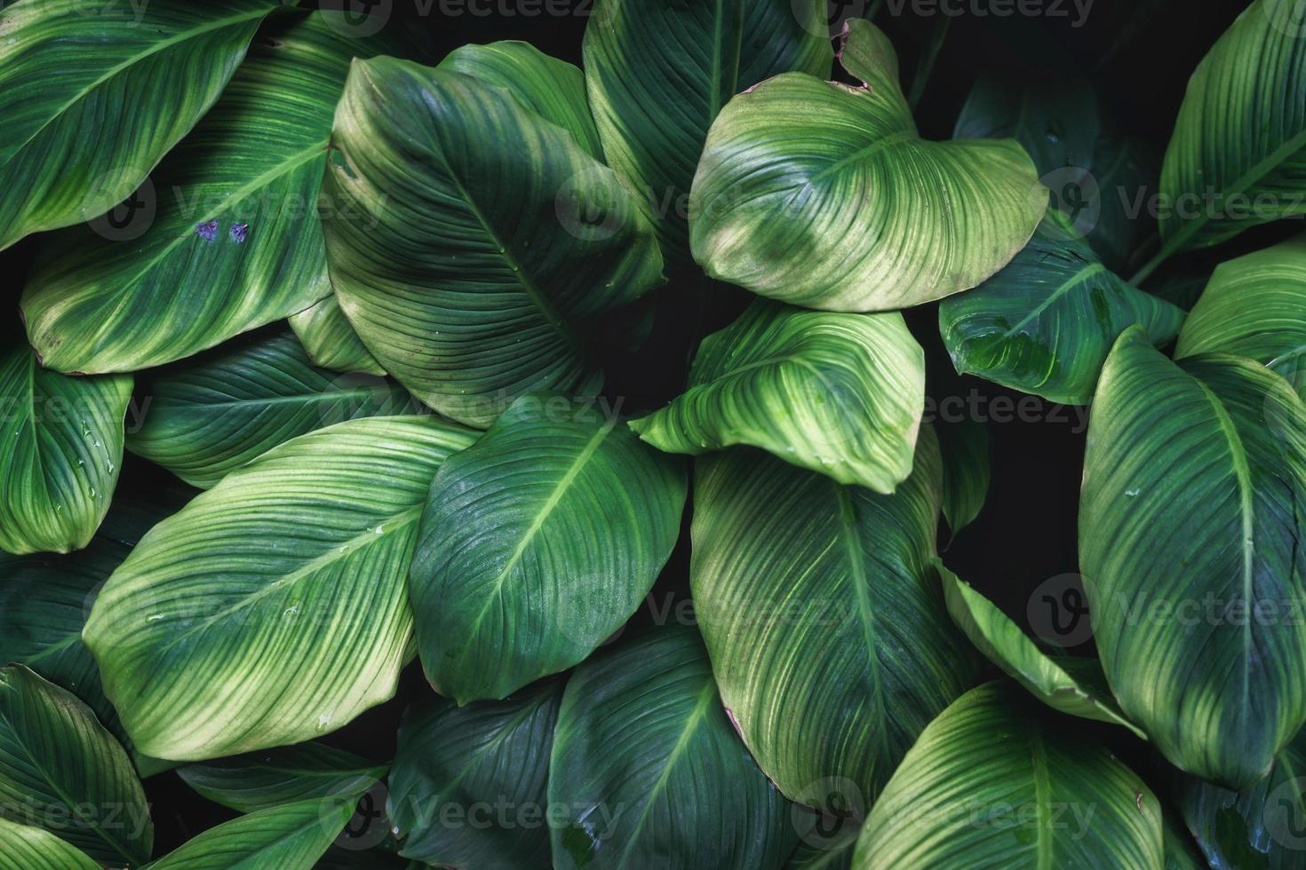 Deep green Peace Lily plant with petal, monocot houseplant glowing in formal garden photo