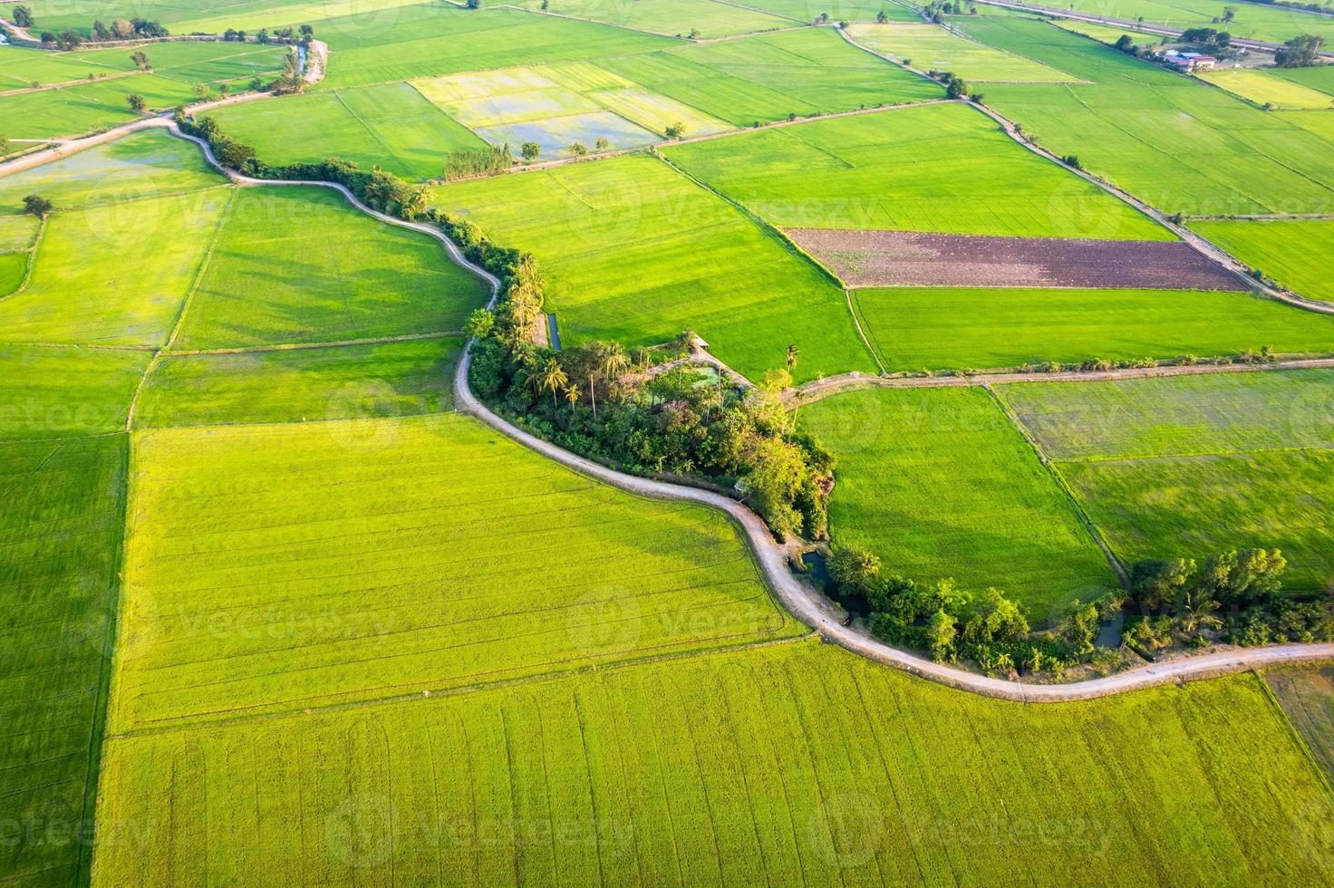Aerial view of Green rice paddy field, farming cultivation in agricultural land at countryside photo