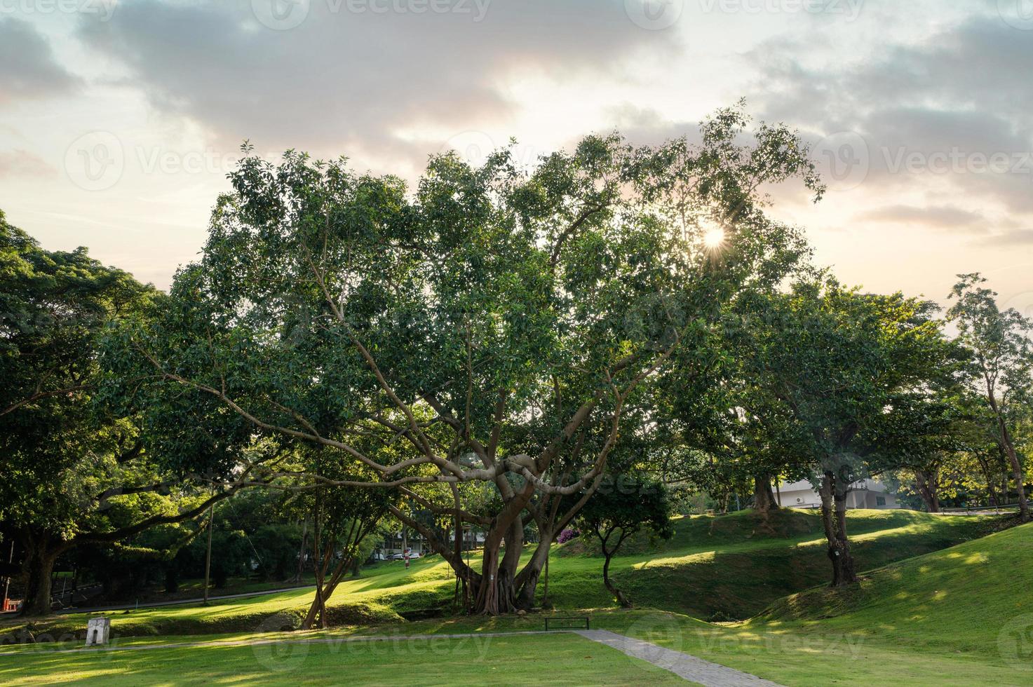 Large tree and sunset shine through on park photo