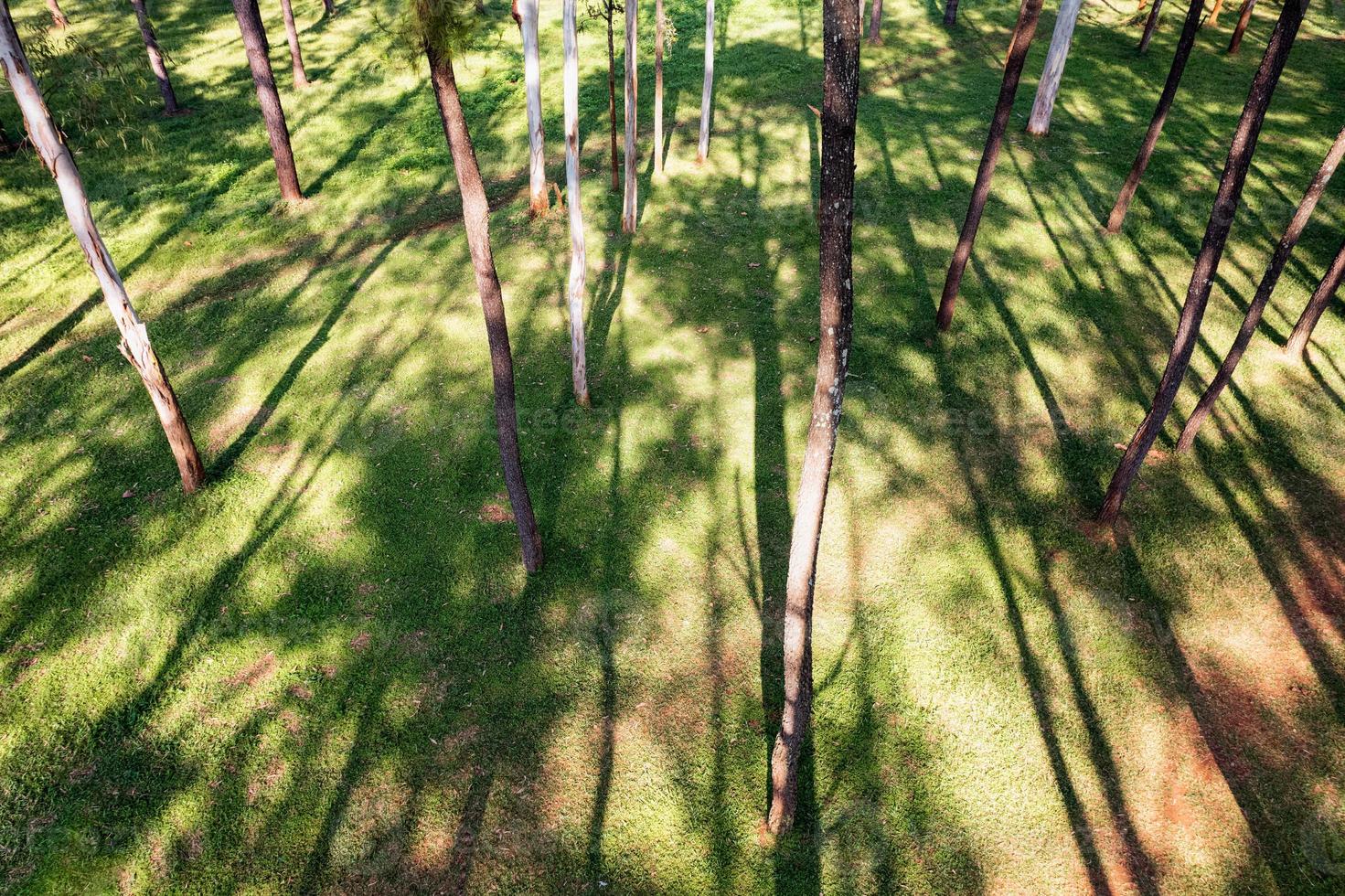 Aerial view of pine trees with sunlight shine in the forest at conservation area photo