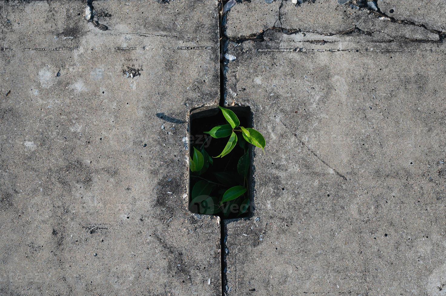 Plant trying to live and grow in sewer photo