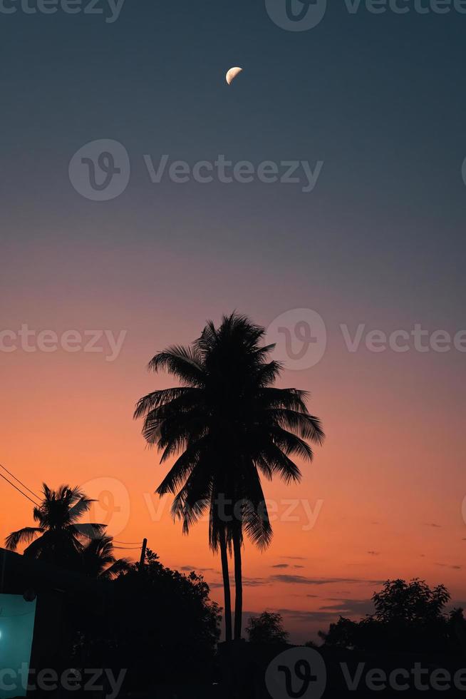 árbol plam de silueta con luna creciente y cielo colorido al atardecer foto