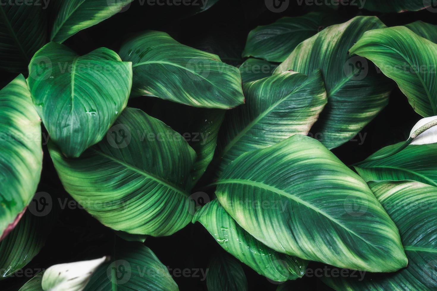Deep green Peace Lily plant with petal, monocot houseplant glowing in formal garden photo