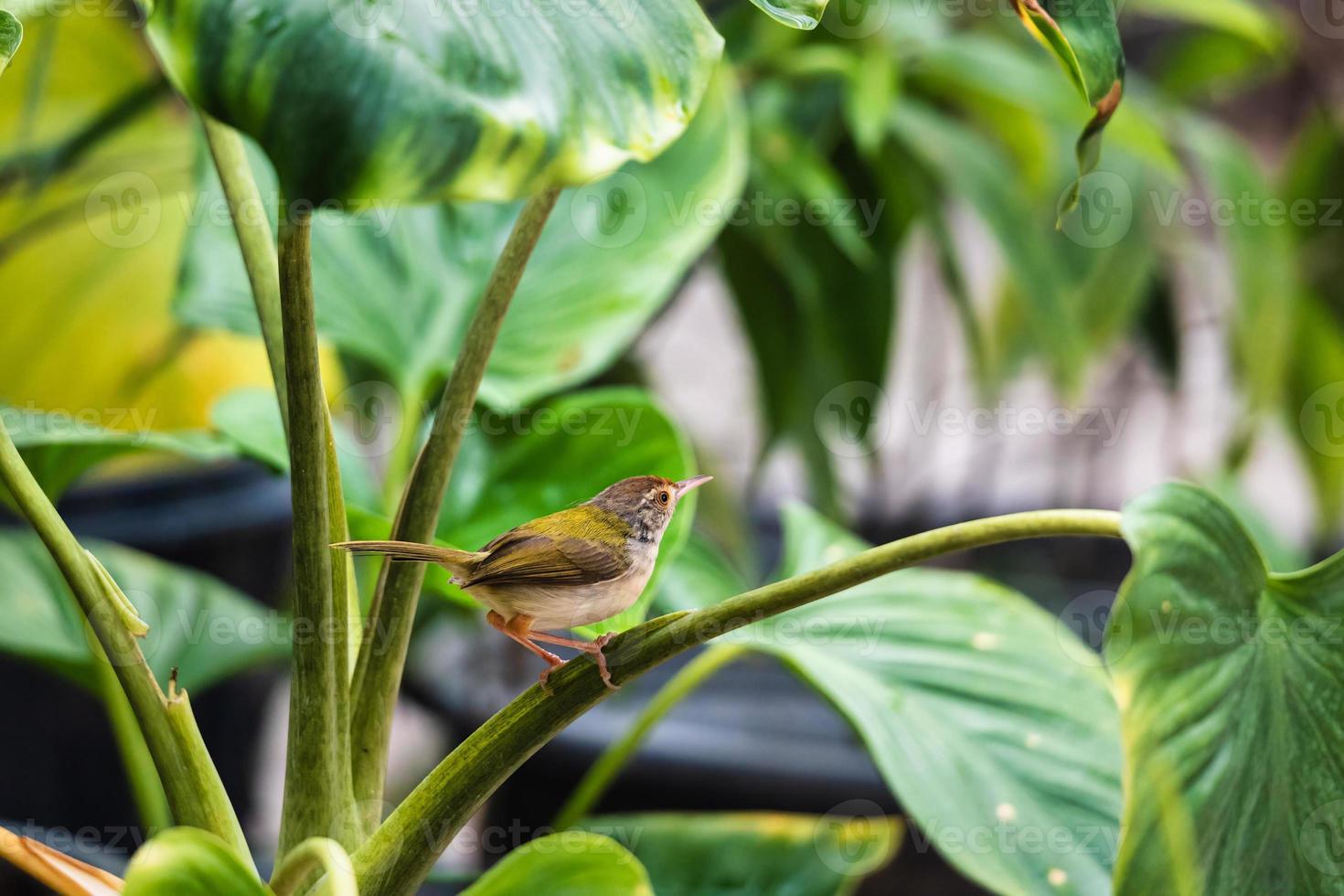 Tiny Common Tailorbird or Orthotomus sutorius perching on branch in the garden photo