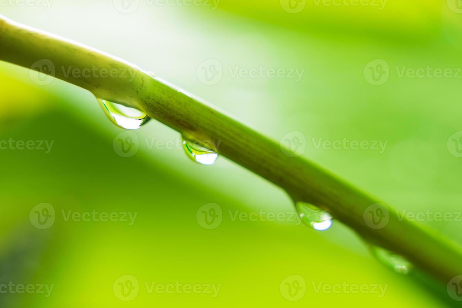 Green leaf with water drops of the rain in garden photo