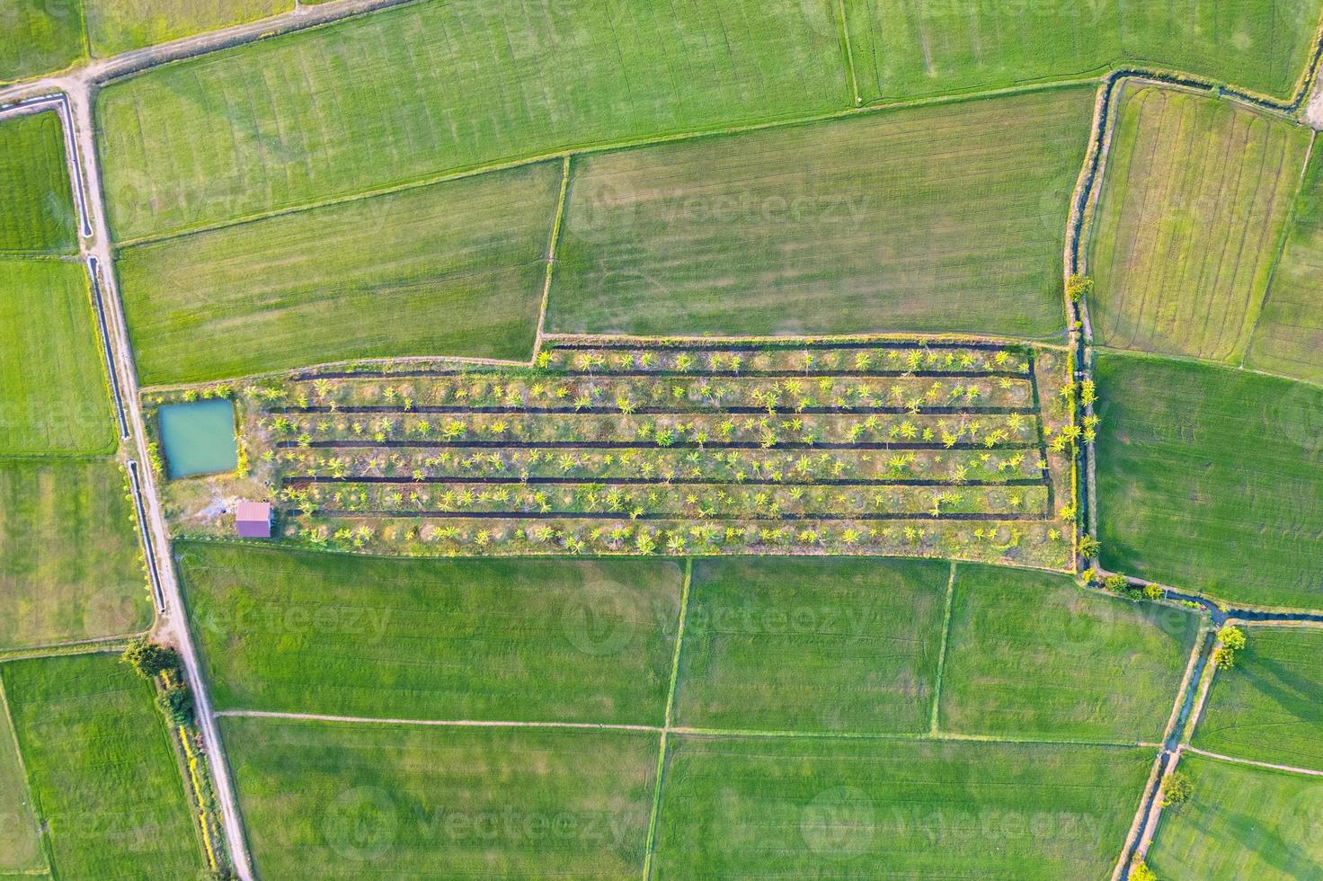 Aerial view of Green rice paddy field, farming cultivation in agricultural land at countryside photo