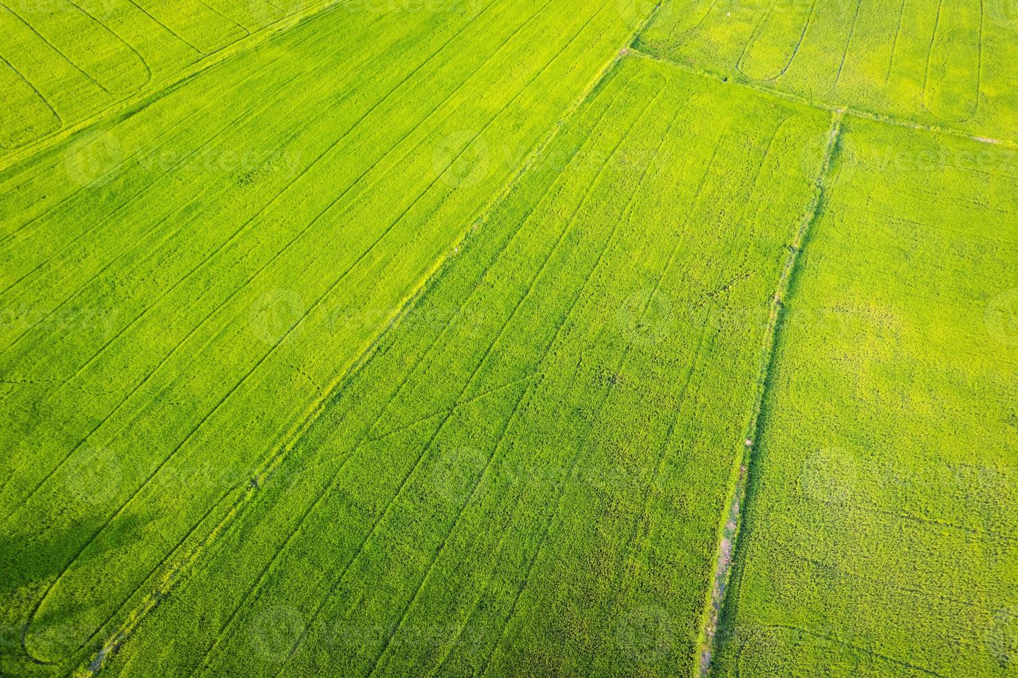 Aerial view of Green rice paddy field, farming cultivation in agricultural land at countryside photo