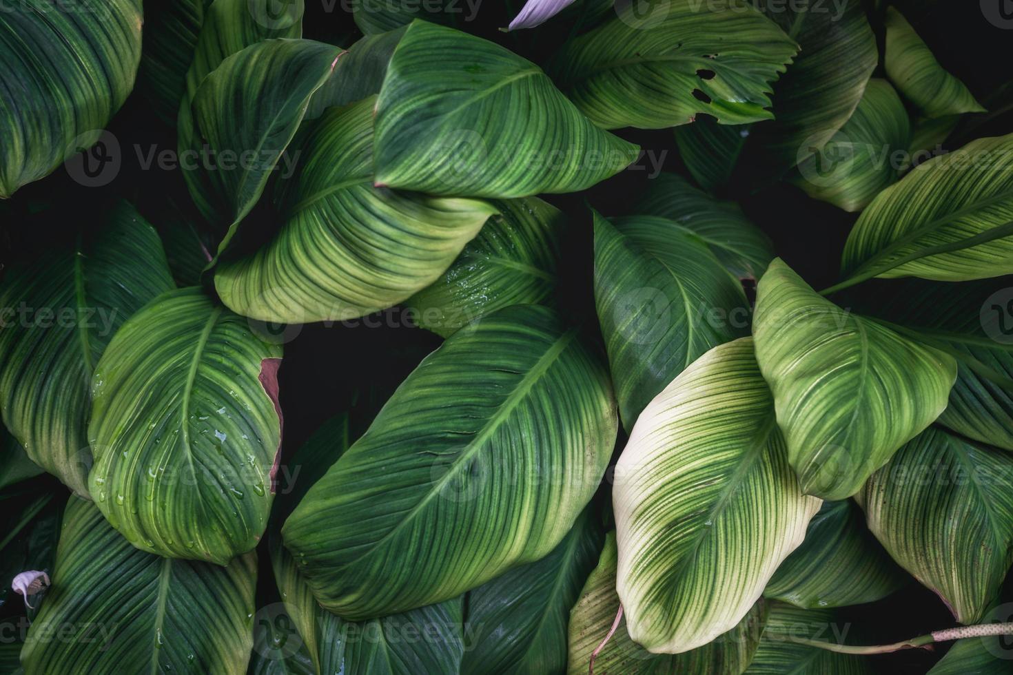 Deep green Peace Lily plant with petal, monocot houseplant glowing in