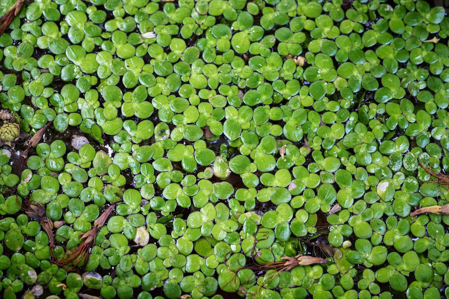 Green water plant, duckweed floating on the water photo