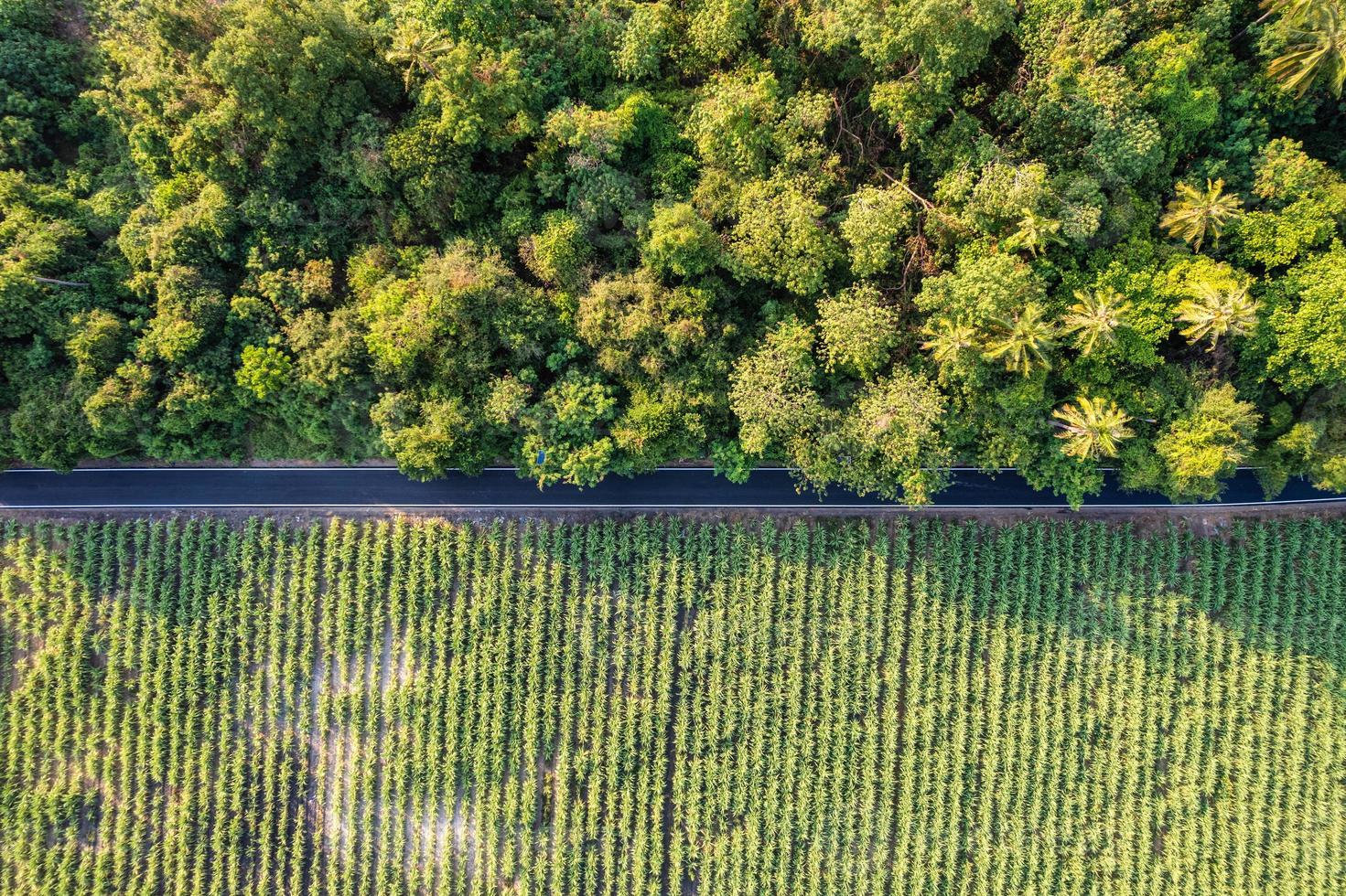 Green jungle with sugar cane plantation between rural road in countryside photo