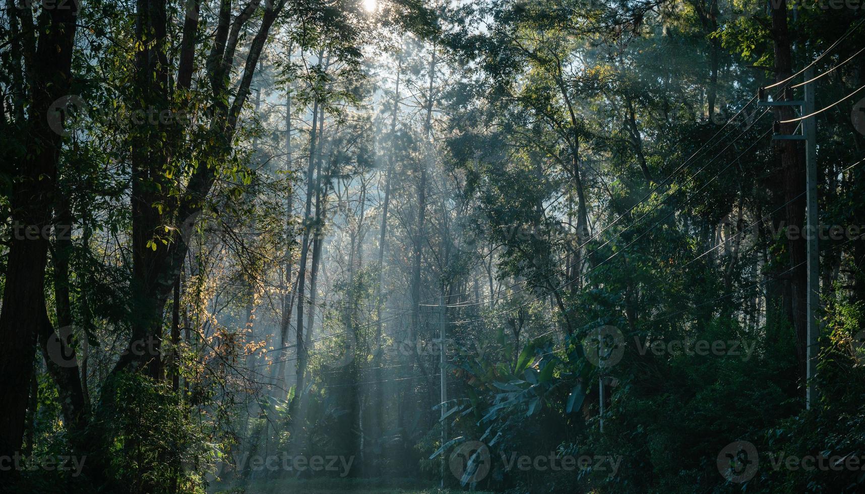 Sunlight through lush tropical rainforest in national park at morning photo
