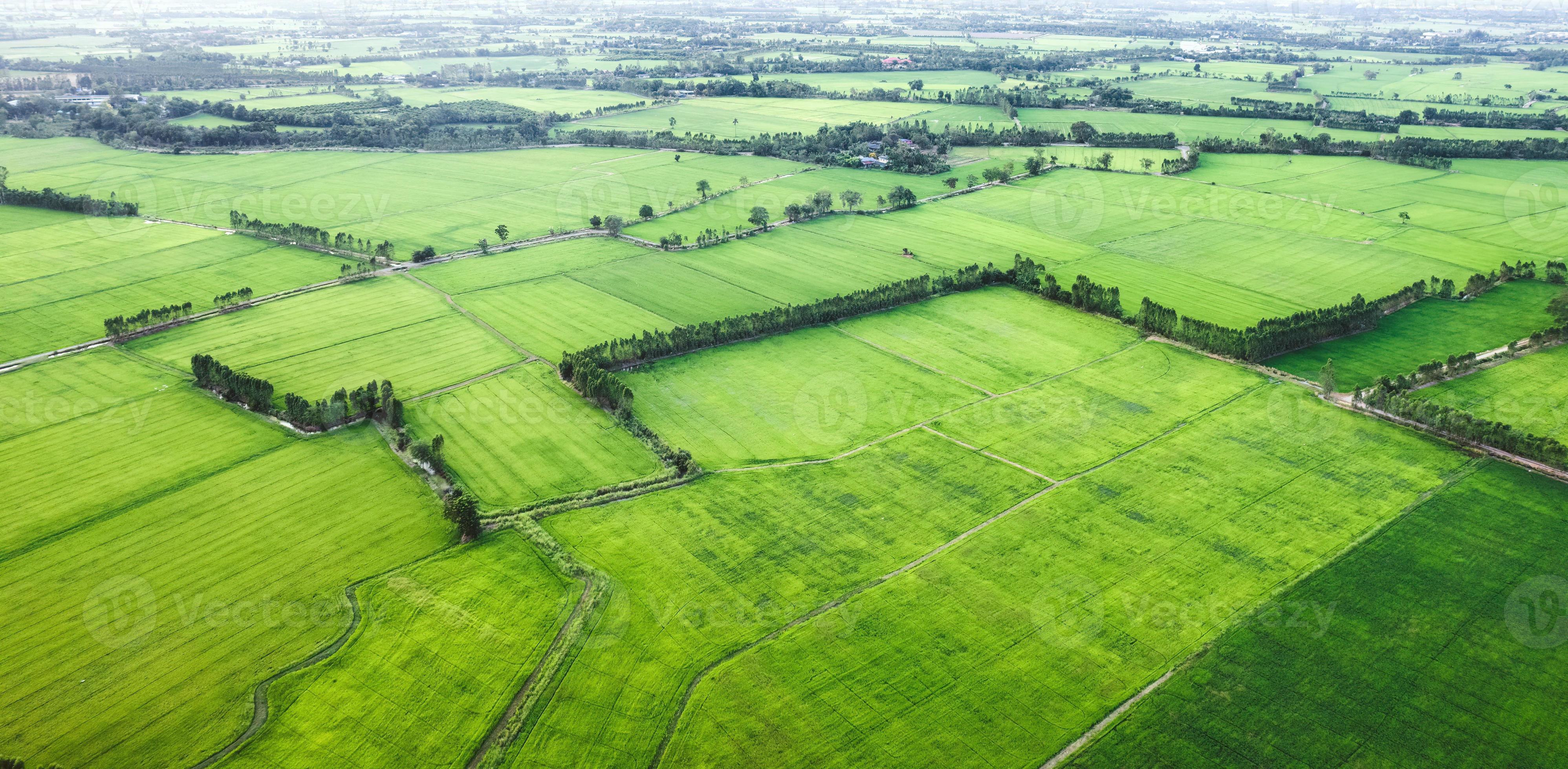 Aerial View Of Green Rice Paddy Field Farming Cultivation In