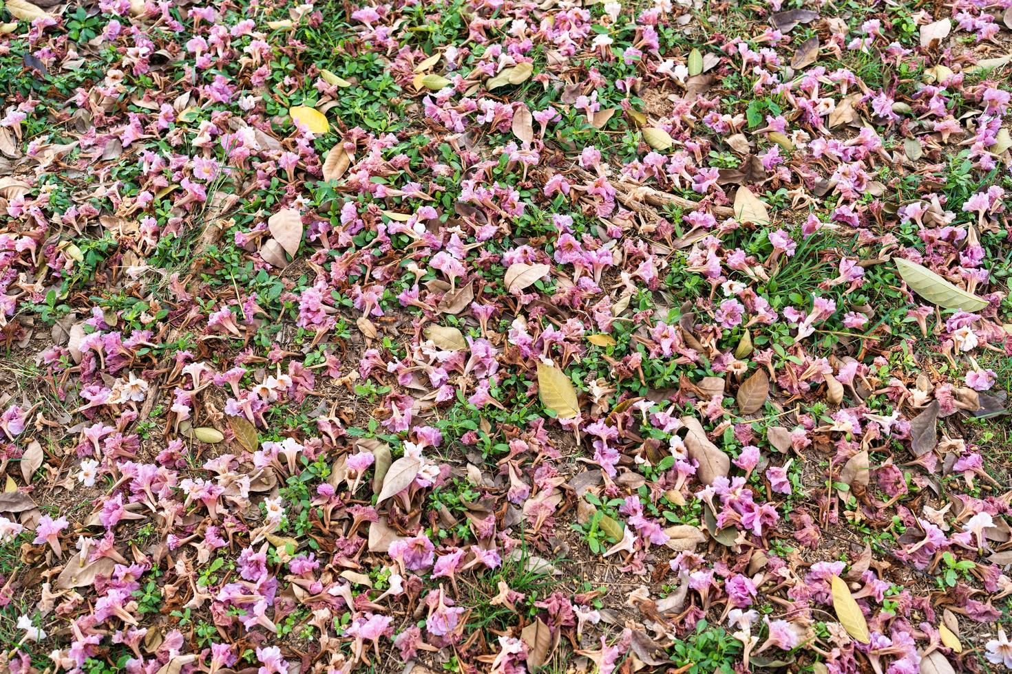 Pink petal of Pink Trumpet Tree, Pink Tecoma falling on field in the garden photo